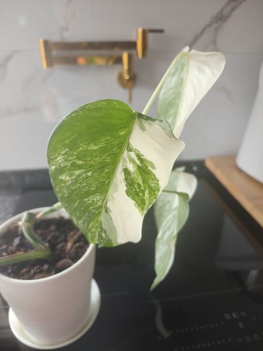 Monstera deliciosa albo variegata.