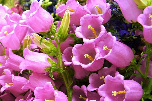 Семена компанулы.