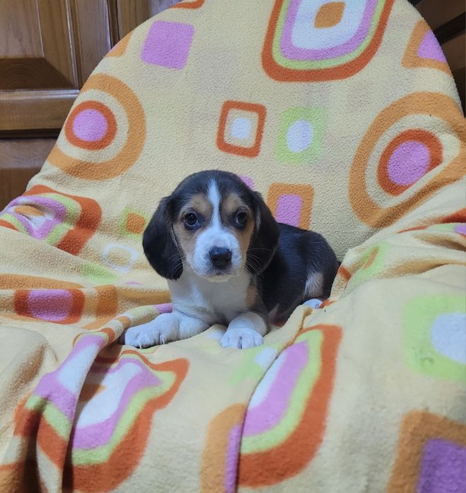 Beagle tricolor macho