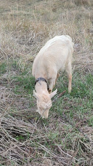 Продам Козу разом з Цапом