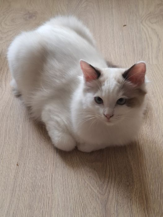 Kocurek Ragdoll.