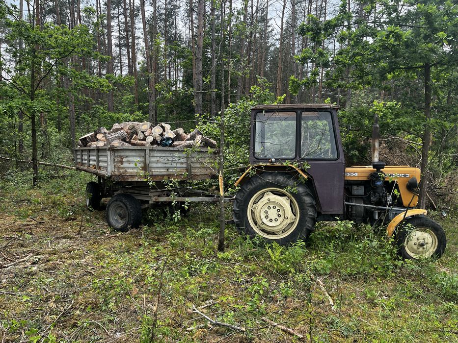 Sosna cięta na pieńki