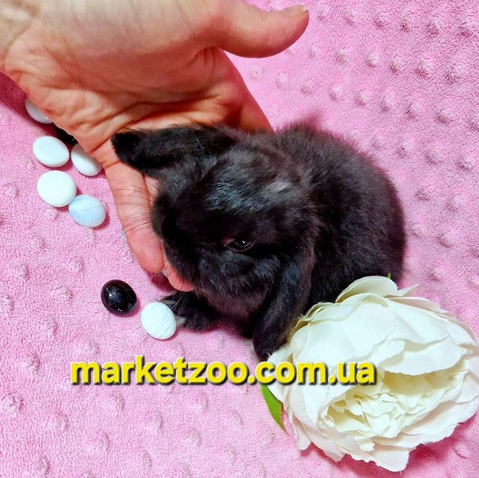 Міні кролик mini lop чорний карликовые кролики,висловухий баранчик