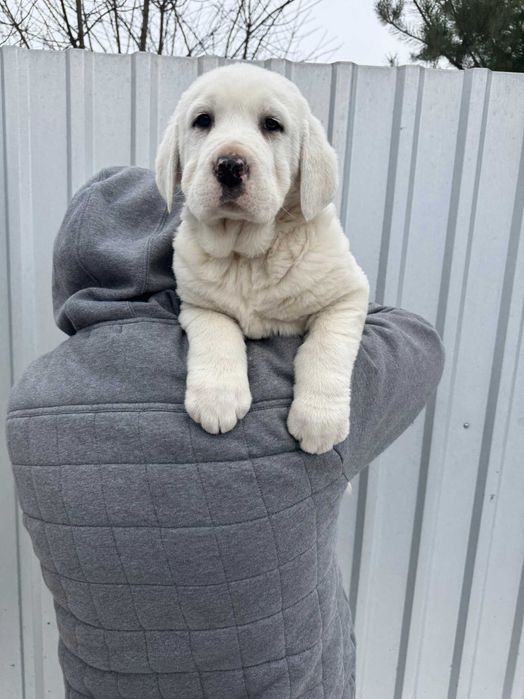 Owczarek środkowoazjatycki