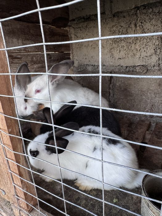 Продам кроликів домашніх