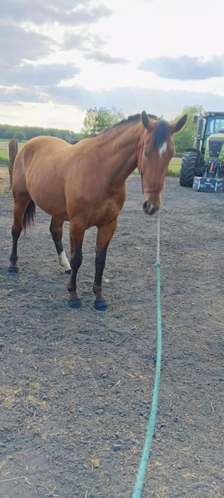 Sprzedam   klaczki   Śl.