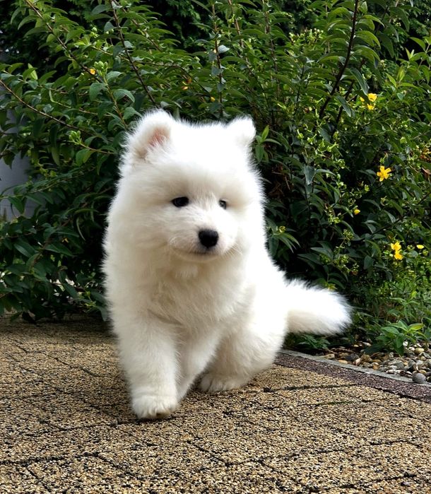 Samoyed szczeniak piesek