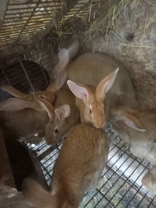 Coelhos caseiros