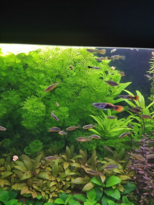 Limnophila Sessiliflora