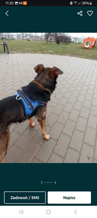 ZAGINĄŁ  piesek 21 grudnia 2024 roku