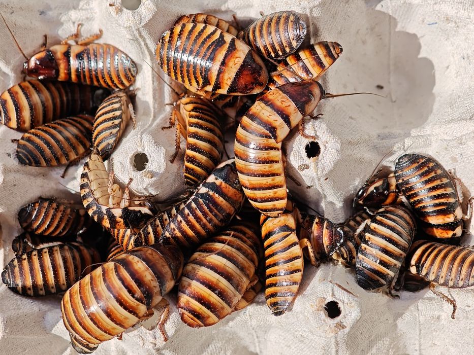 Elliptorhina javanica 20 sztuk