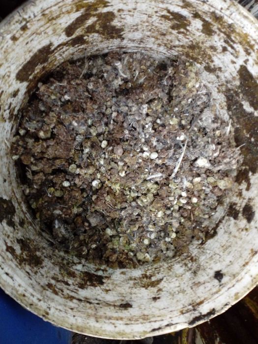 Obornik przepiórczy (najmocniejszy) 8-10 razy mocniejszy od końskiego