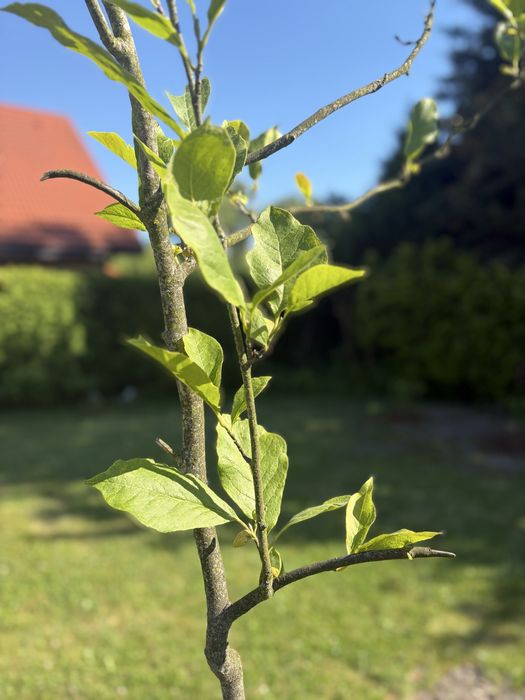 drzewko magnolia jasny róż 3m wys. - sprzedam