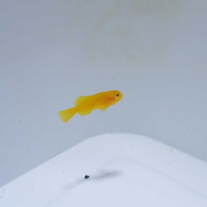 Gobiodon okinawae - ryba - akwarium morskie.