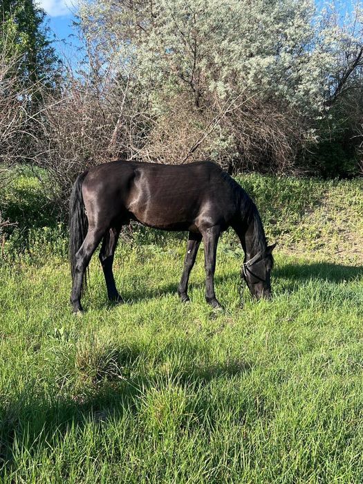 Продам Конья порода  Українська Верхова