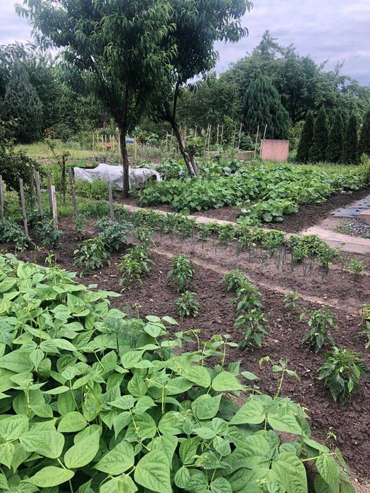 Sprzedam działkę  ogrodową -Stokrotka Bolesławiec