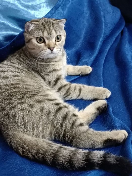 Scottish fold - Шотландський  висловухий котик ,  досі вільний.