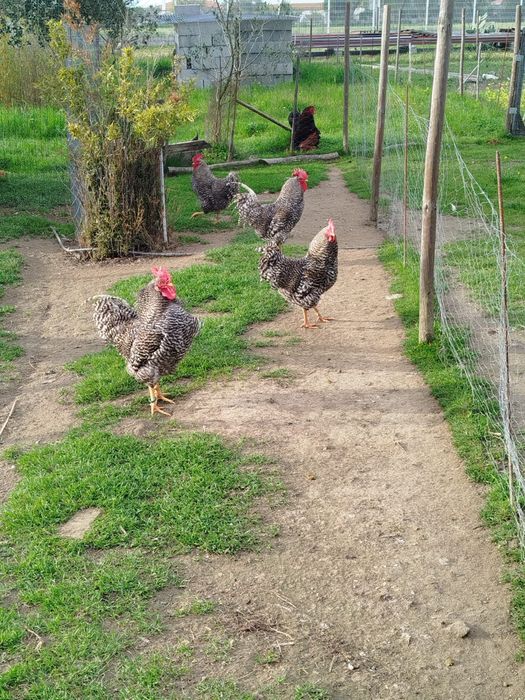Galos adultos Pedrês portuguesa