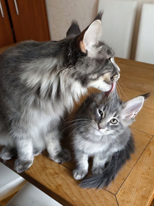 Niebieska pręgowana kotka Maine Coon gotowa do odbioru
