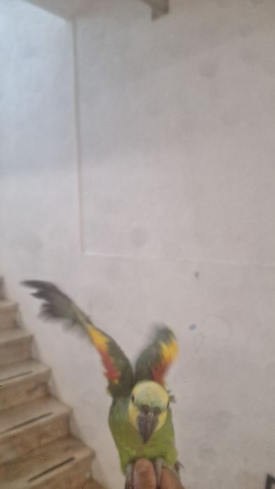 Papagaio astiva macho.