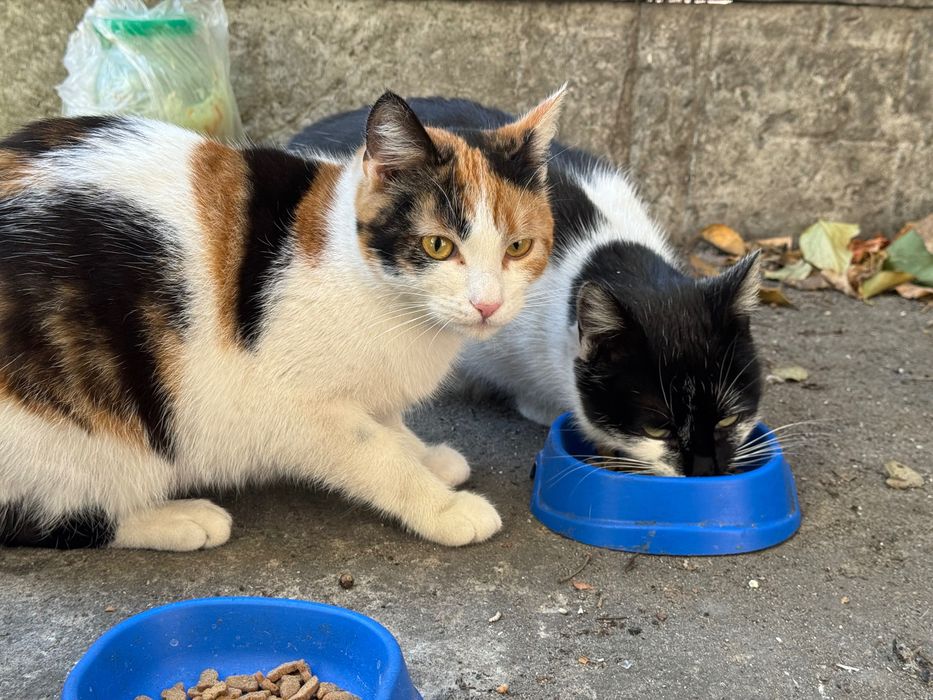 СТЕРИЛІЗОВАНА кішечка шукає родину