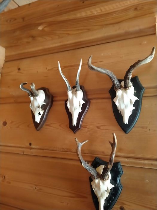 Kozły, Medalowe Rogacze, Kolekcja trofeów