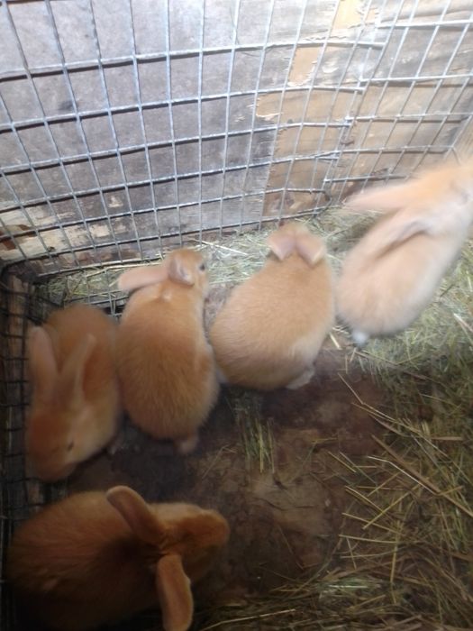 Кролики,різних,порід