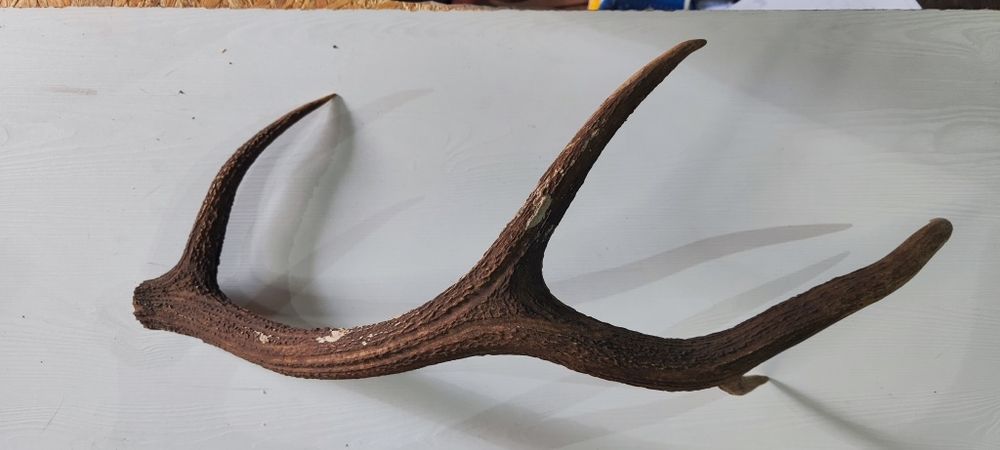 Олений рог,натуральный