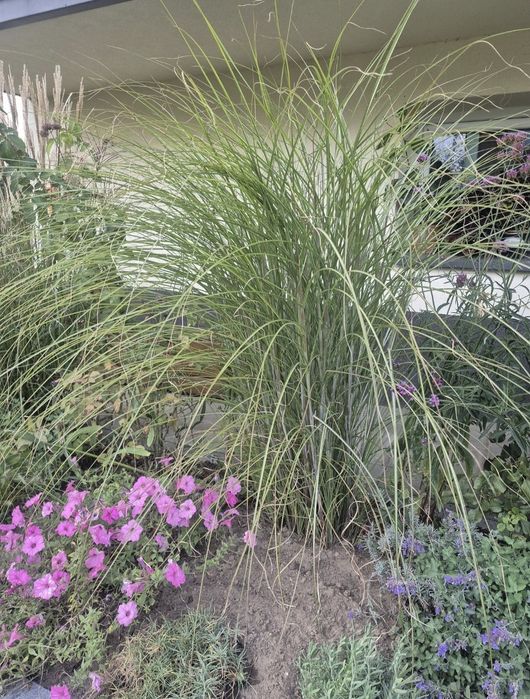 Miskant gracillimnus