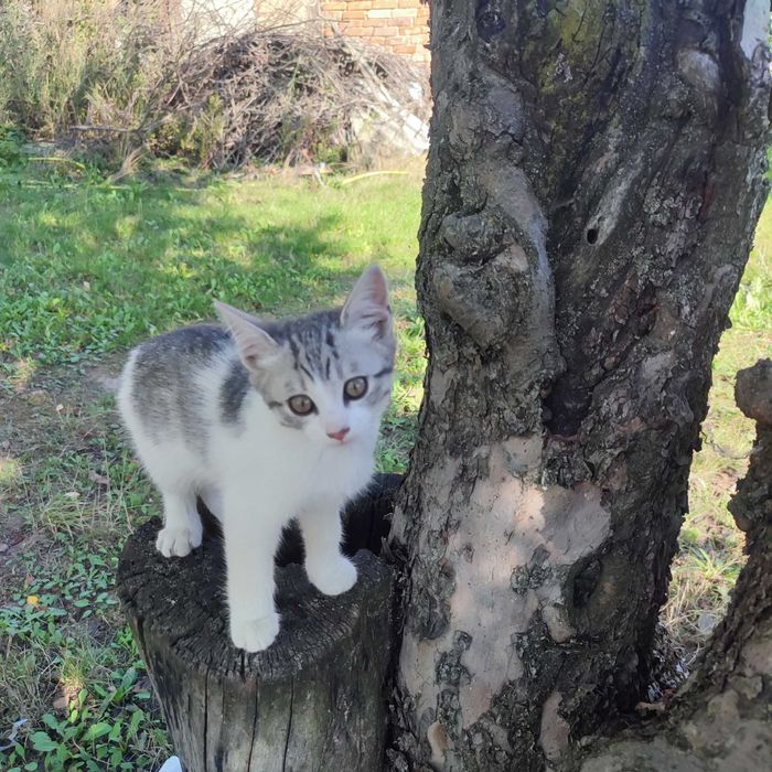Віддам в добрі руки кошенят