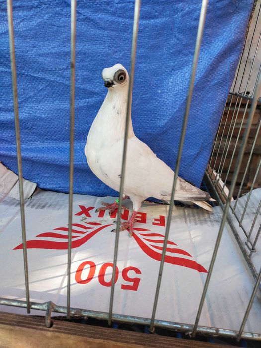 Szek Polski- winerek