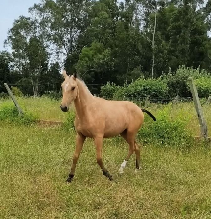 Poldro 1 ano Lusitano baio