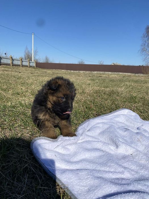 Німецька вівчарка