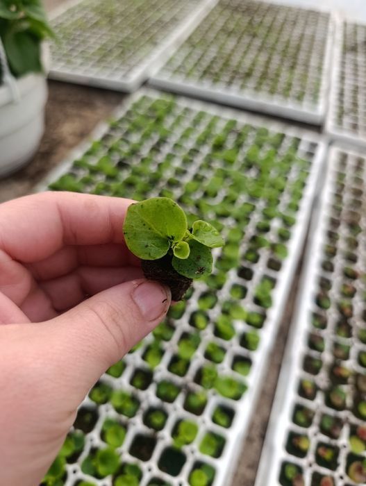 Черенок квітів .