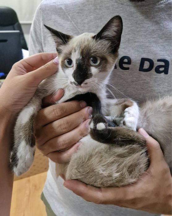 Gata bebé fêmea para adoção responsável