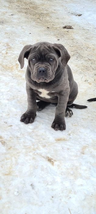 Кане-корсо Дівчинка