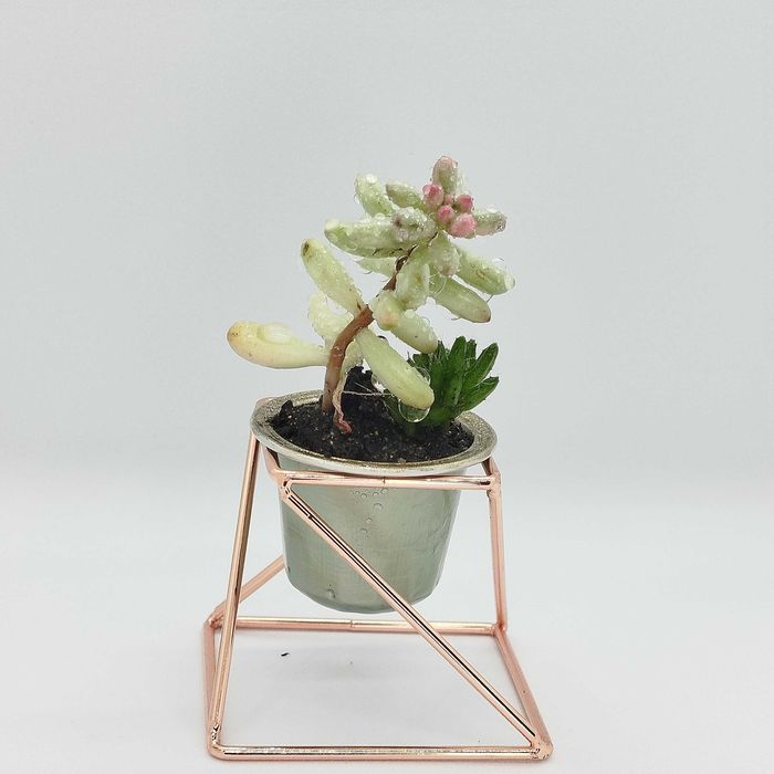 Cactus e suculentas_ lembranças, casamentos, dia da mãe