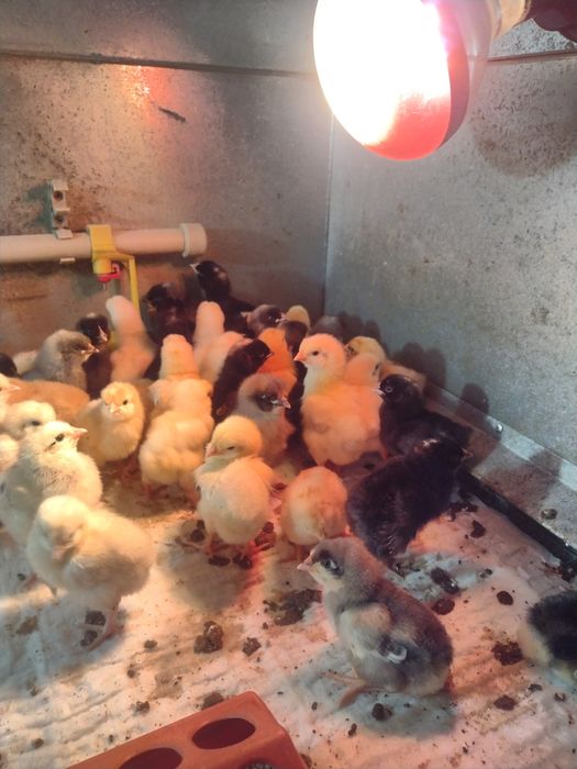 Бройлери та курчата несучки