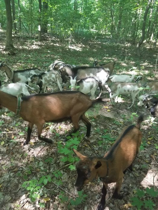 Продам молоді кози