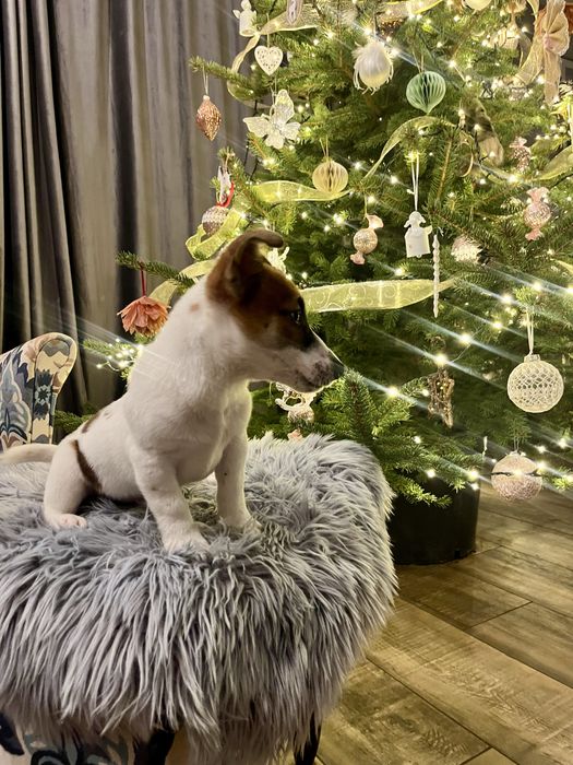 Jack Russell Terrier piesek Elvis  rodowod