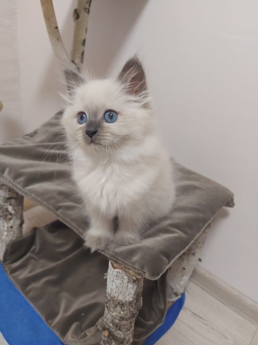 Кошенята з родовидом Невські маскарадні