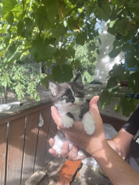 Кіцьки в добрі руки, безкоштовно.