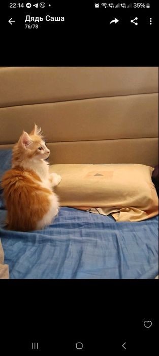 Продам котика Мейн куна