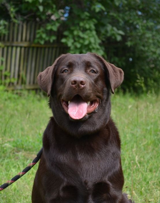 Перетримка собак .