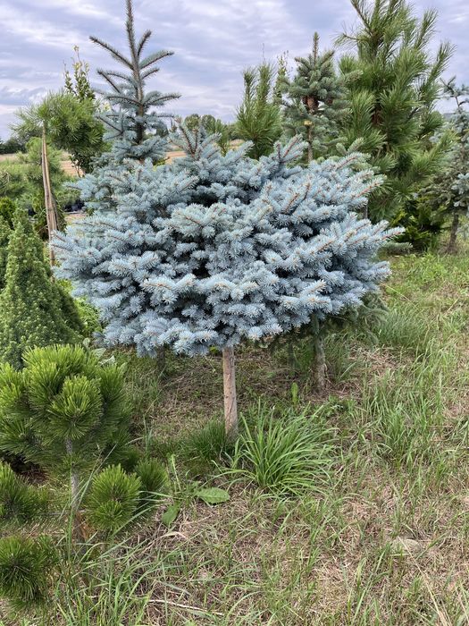 Drzewa, krzewy szczepione, bonzaje