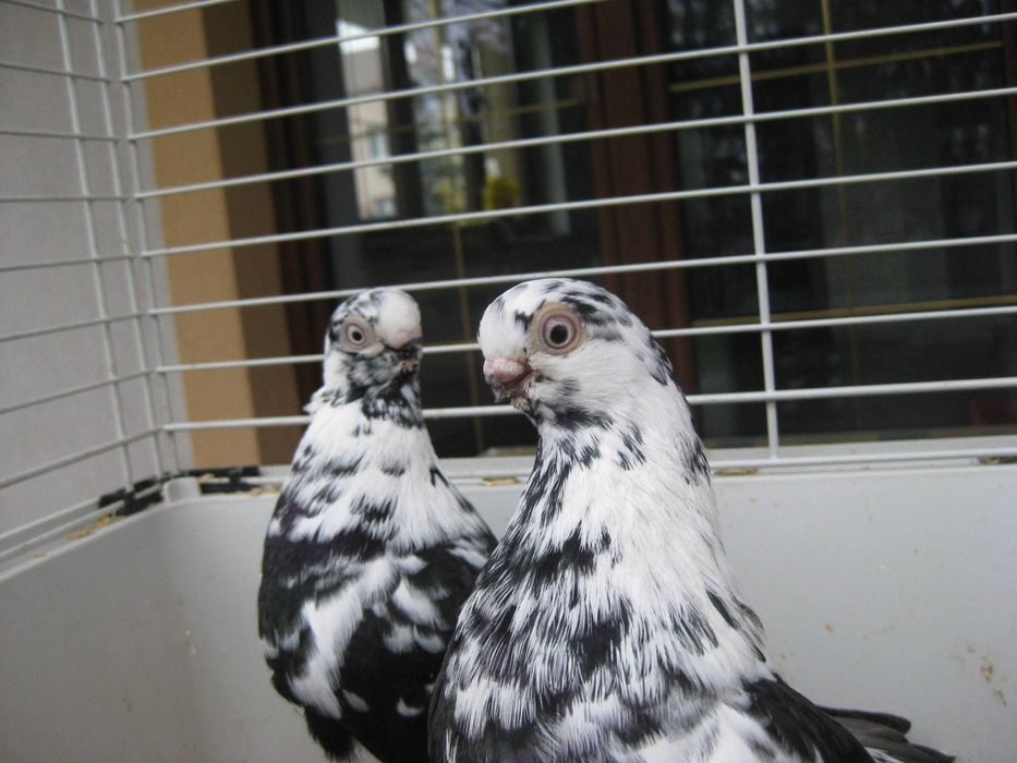 gołębie motyle warszawskie