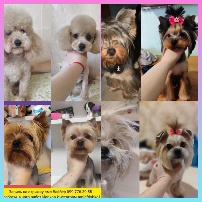Груминг стрижка йоркширских терьеров 650грн