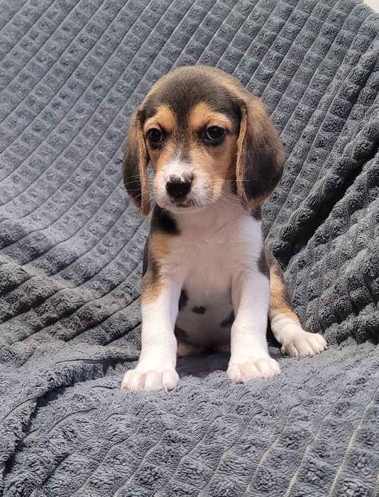 Cachorrinho beagle tricolor