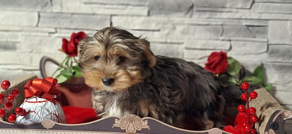 Szczenię  York  gen merle  z metryką