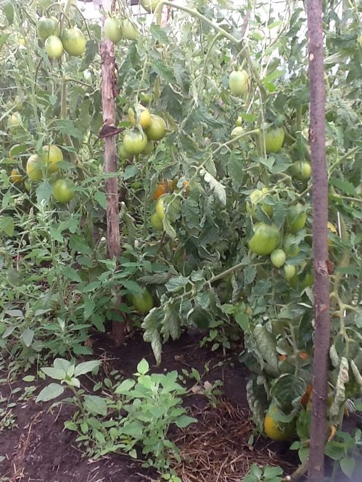 Продам участок 58 соток со старым домом. С. Красне